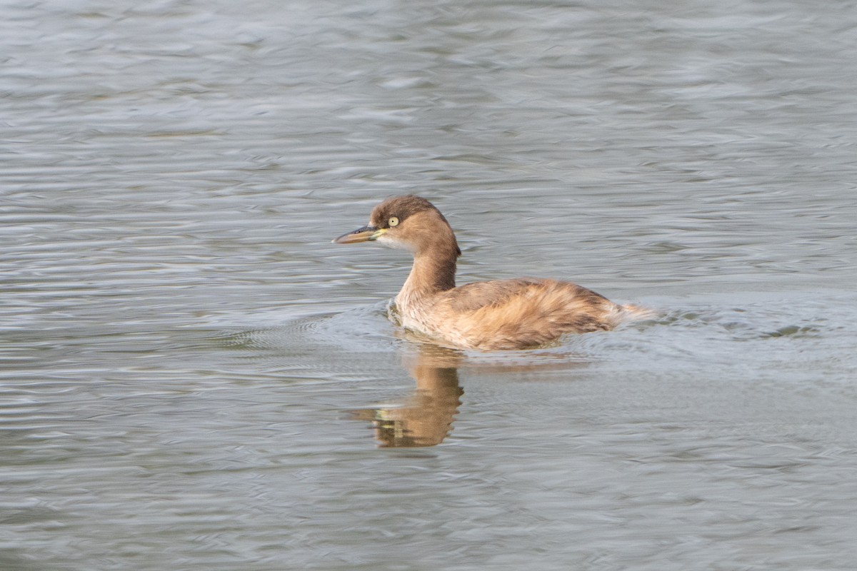 Little Grebe - ML618023825