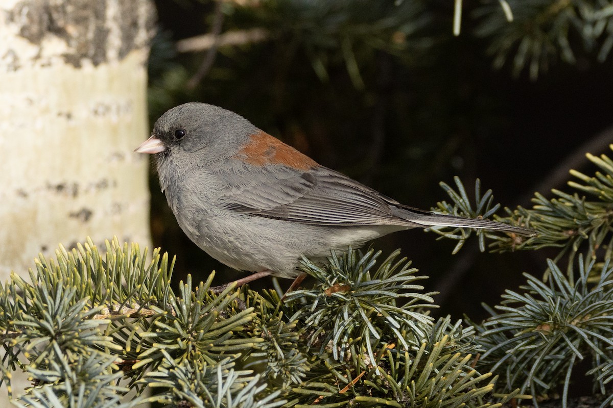 Dark-eyed Junco (Gray-headed) - Robert Raffel