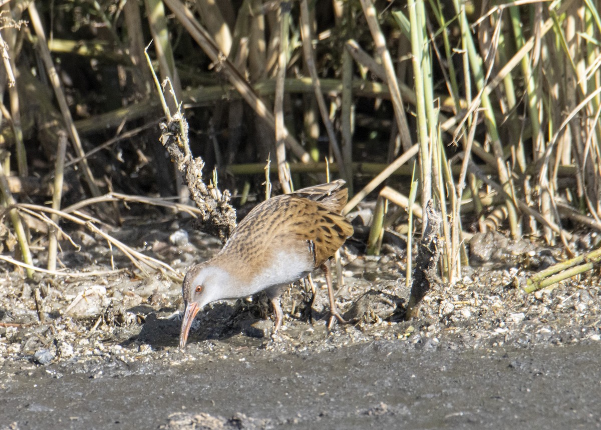 Water Rail - ML618023843