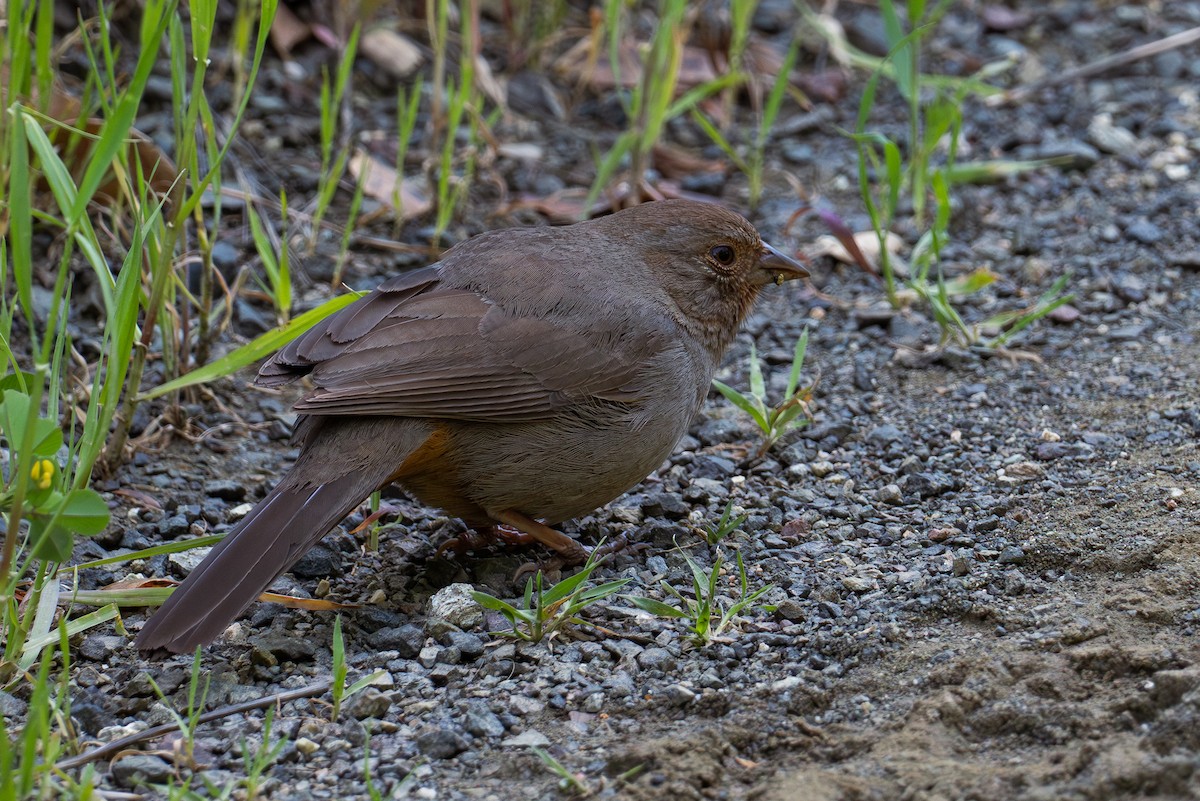 California Towhee - Richie Frerking