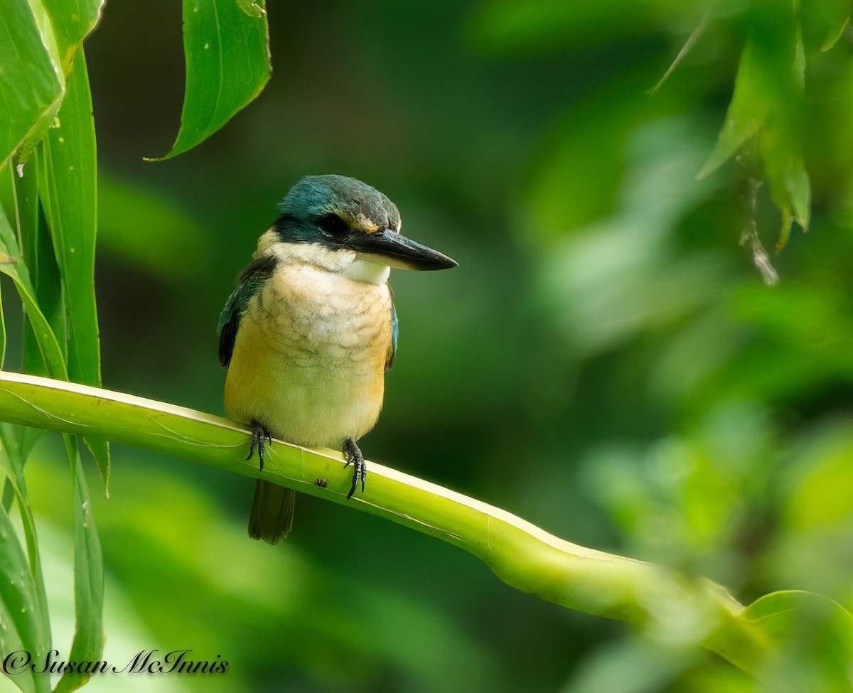 Sacred Kingfisher - Susan Mac