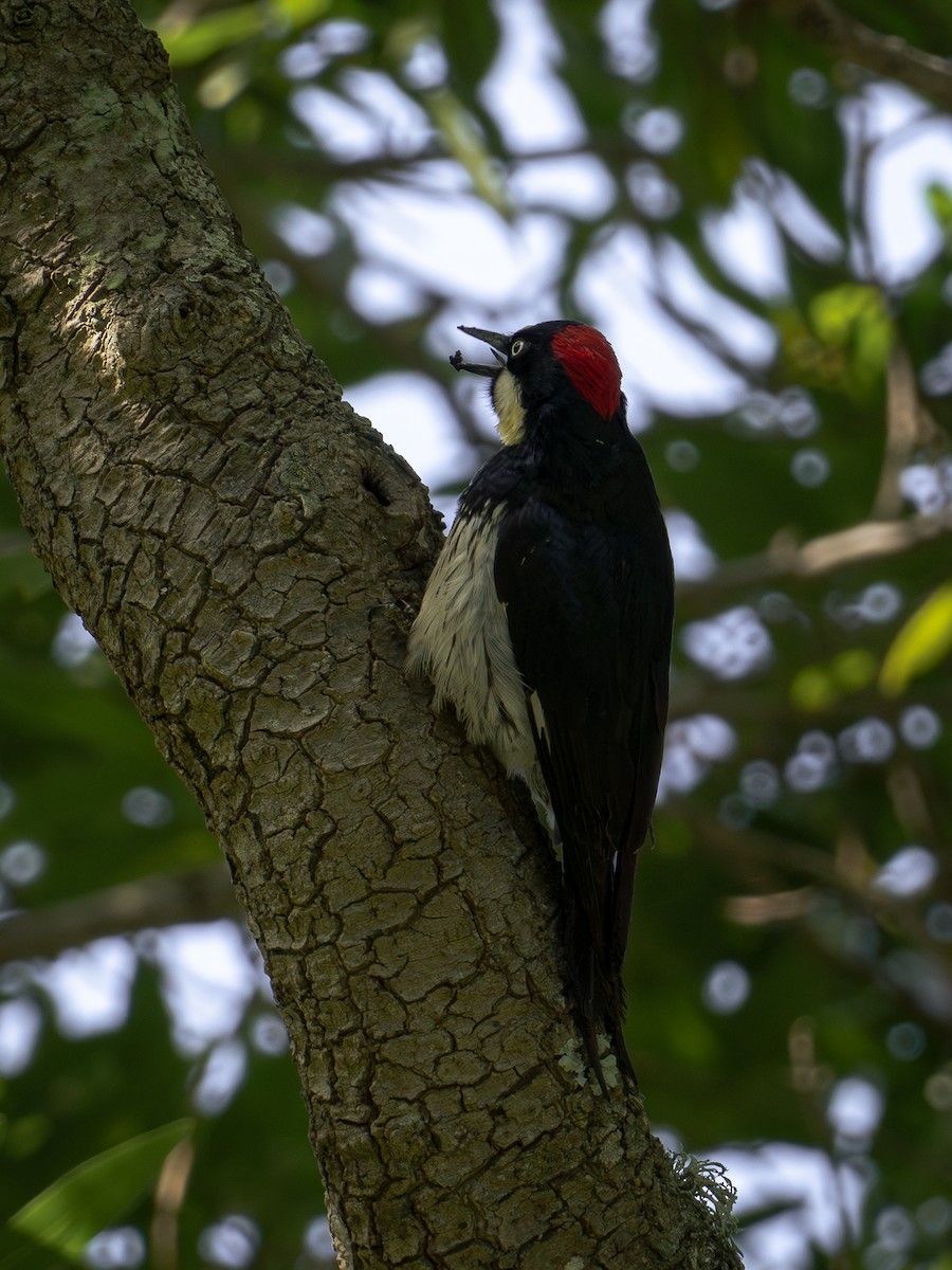 Acorn Woodpecker - Richie Frerking