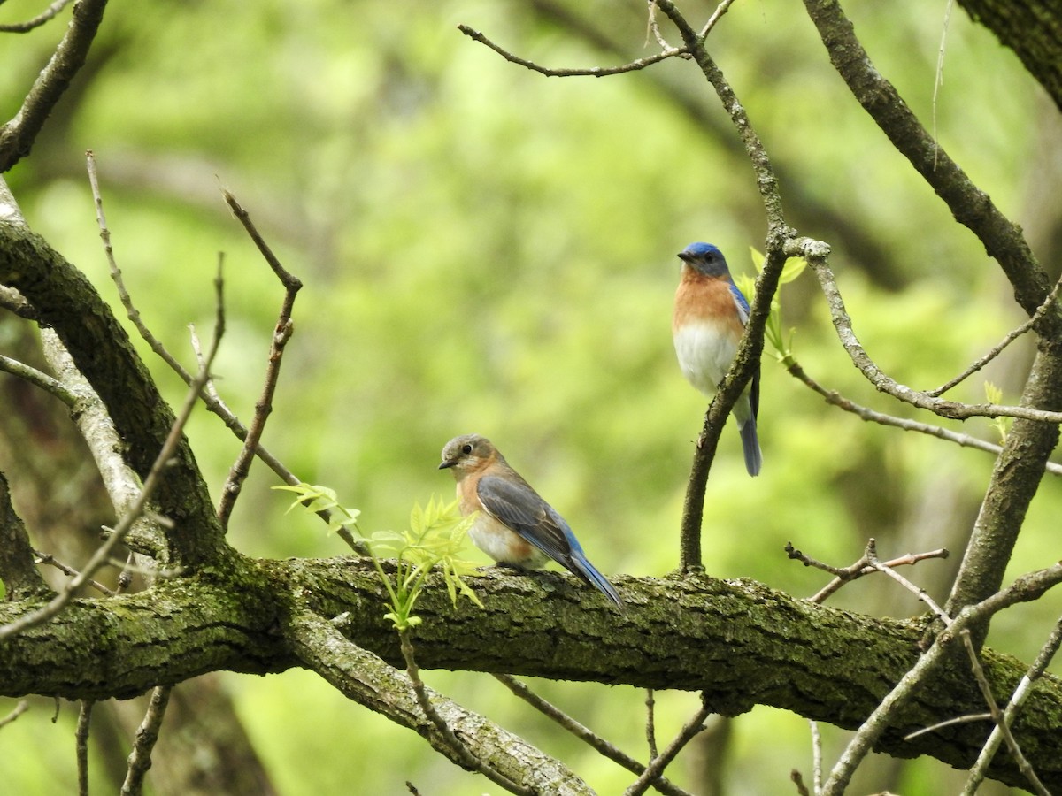 Eastern Bluebird - ML618023878