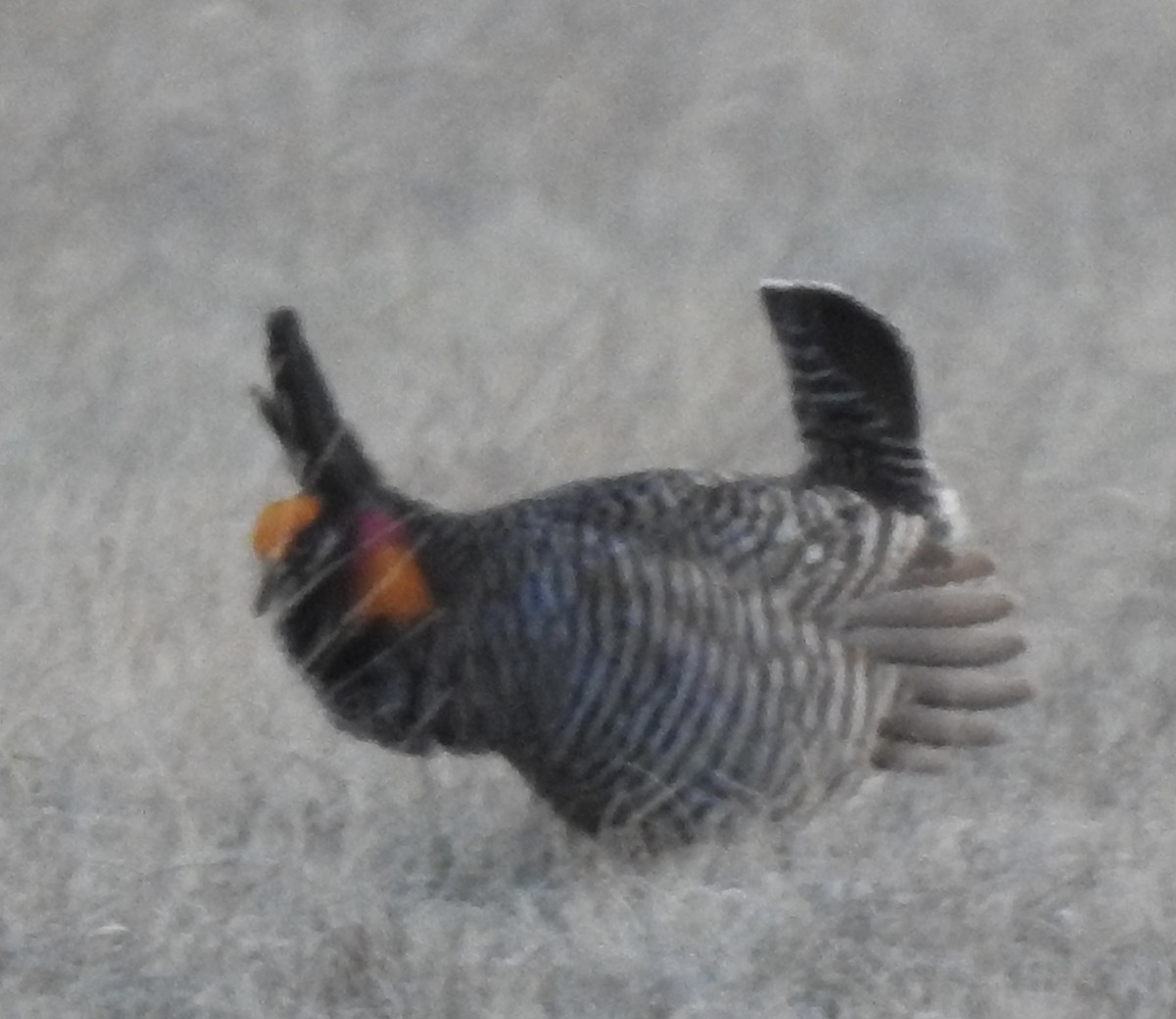 Greater Prairie-Chicken - ML618023899