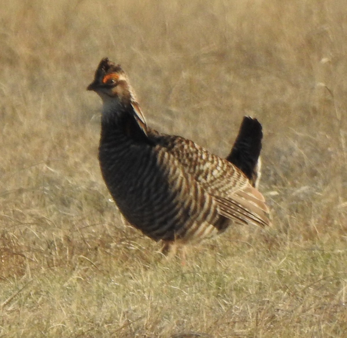 Greater Prairie-Chicken - ML618023900