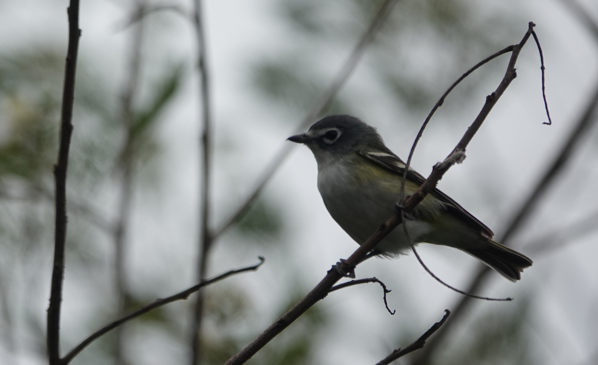 Blue-headed Vireo - ML618023902