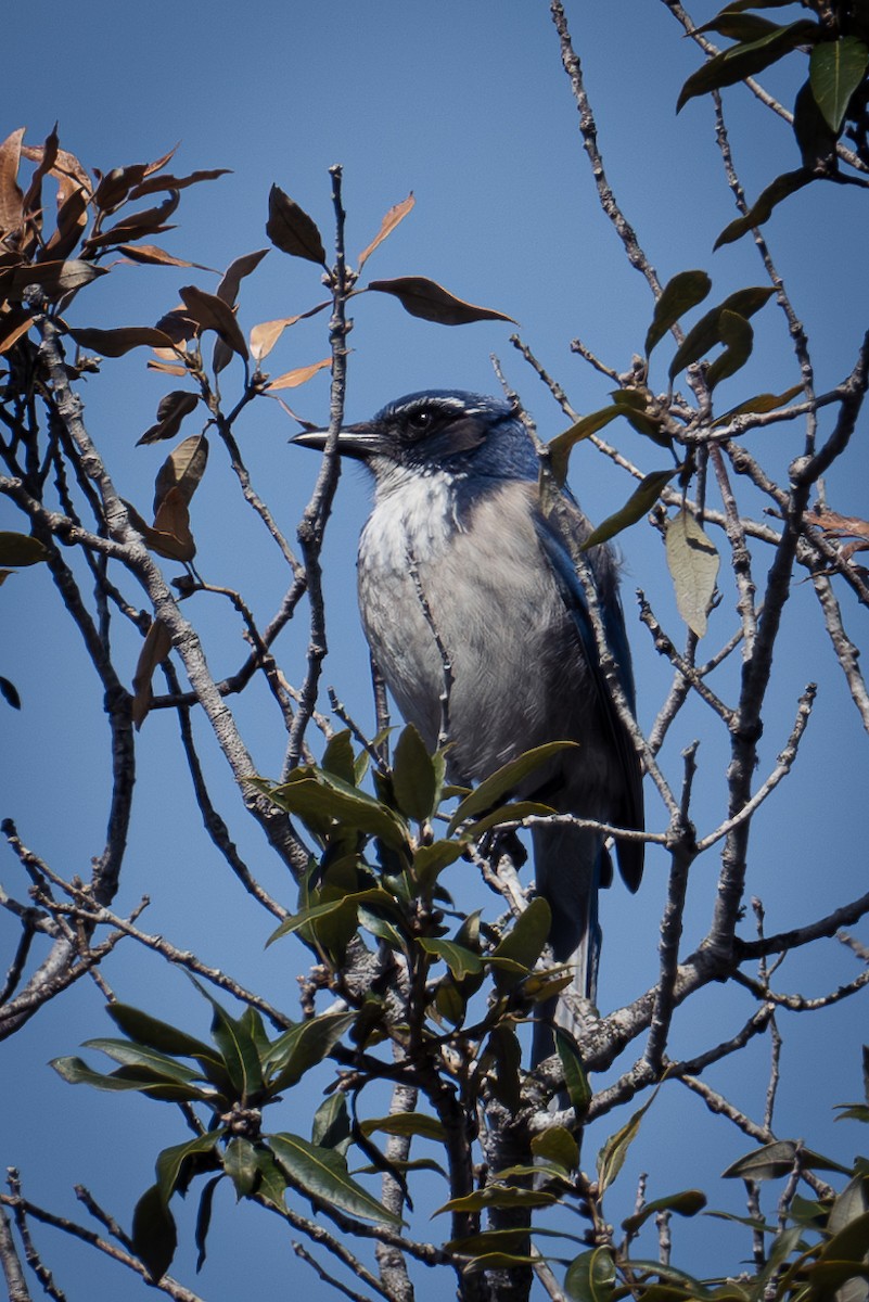 California Scrub-Jay - Richie Frerking