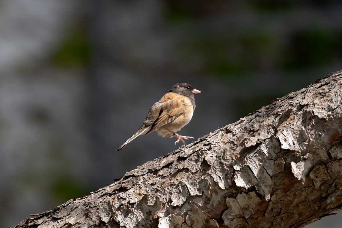 Dark-eyed Junco - ML618023911