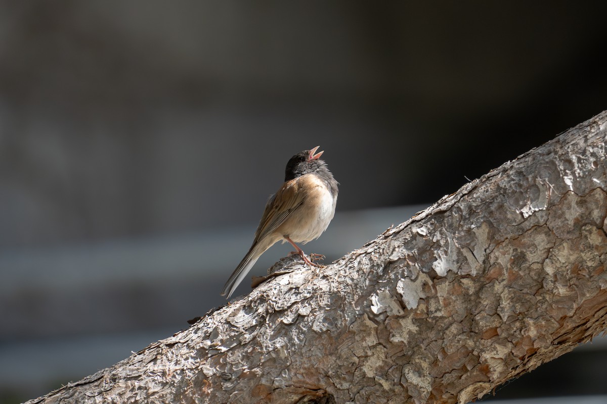 Dark-eyed Junco - ML618023913