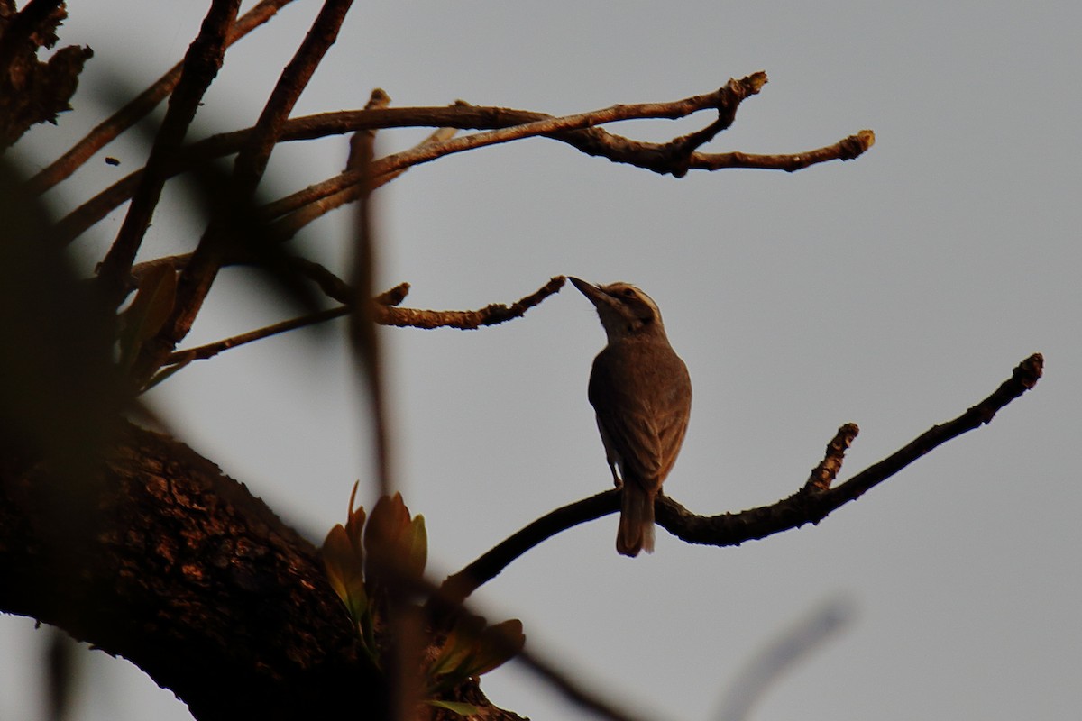 Common Woodshrike - Anshuman Sarkar