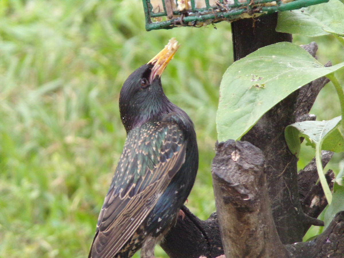 European Starling - Texas Bird Family