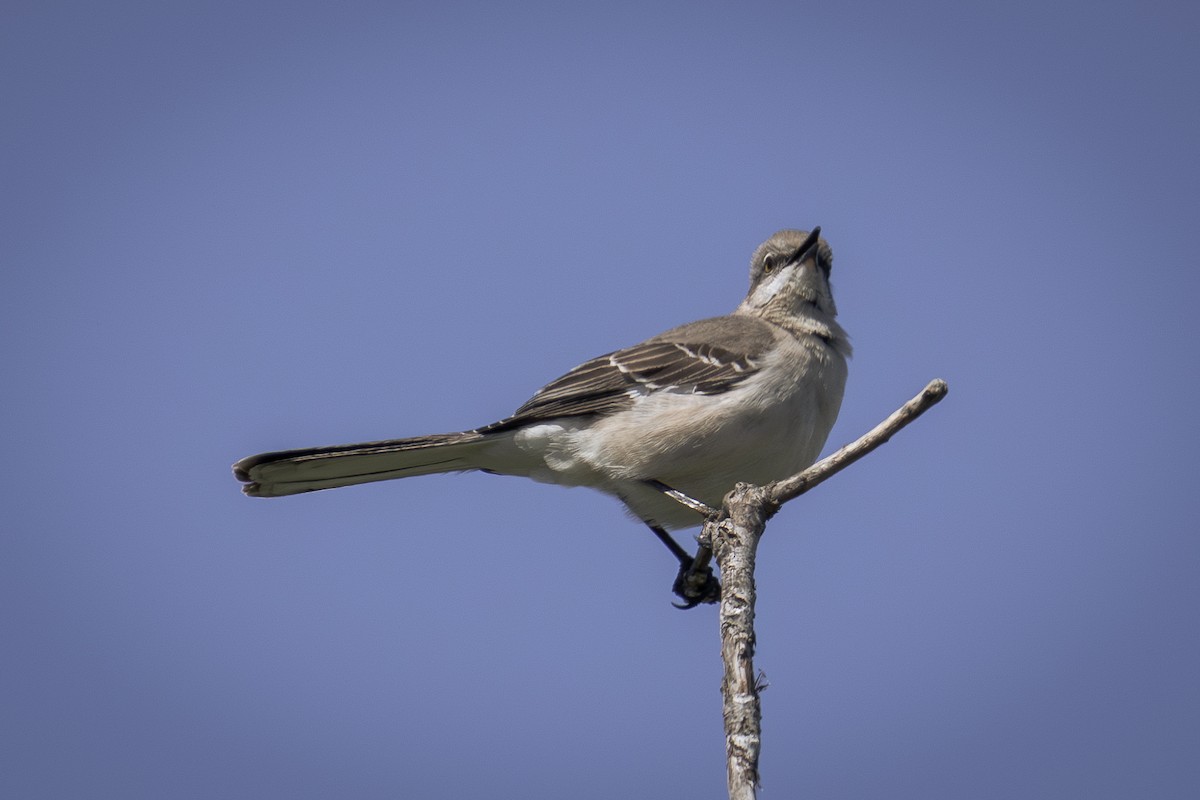 Northern Mockingbird - ML618023932