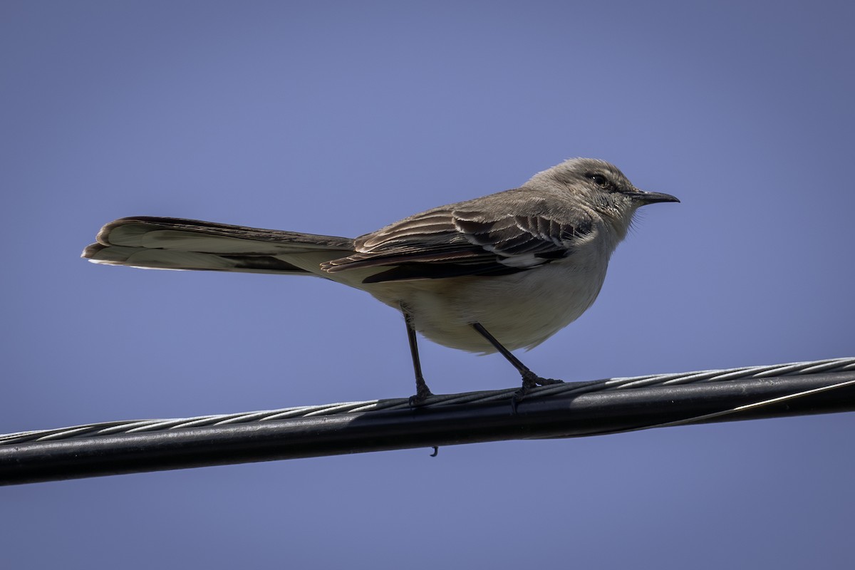 Northern Mockingbird - ML618023938