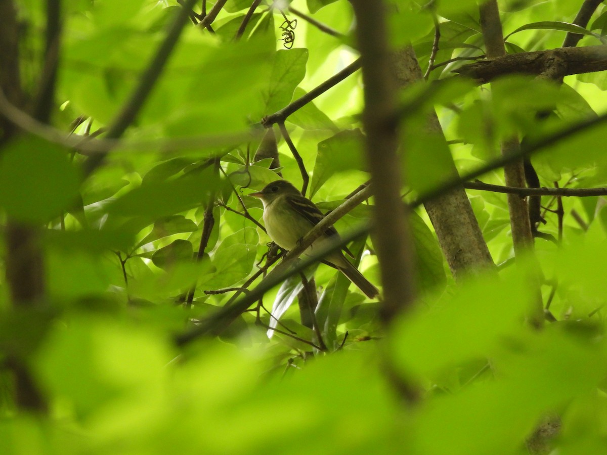 Acadian Flycatcher - John McMahan