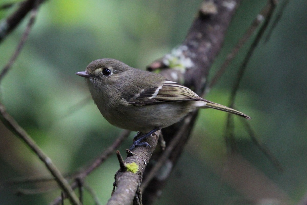 Hutton's Vireo - ML618023978