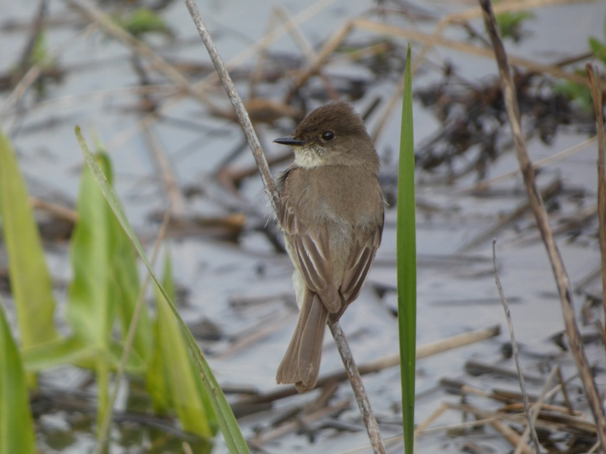 Eastern Phoebe - ML618024015