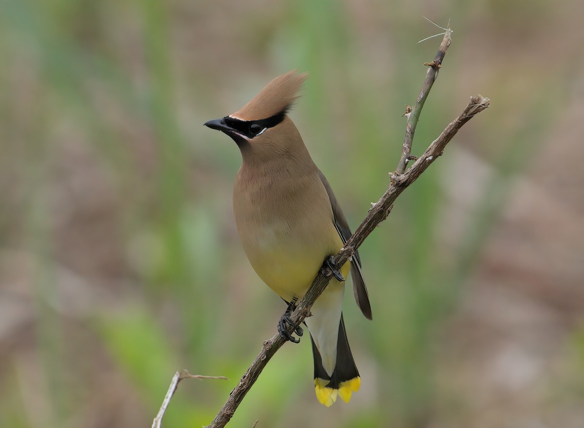 Cedar Waxwing - ML618024048