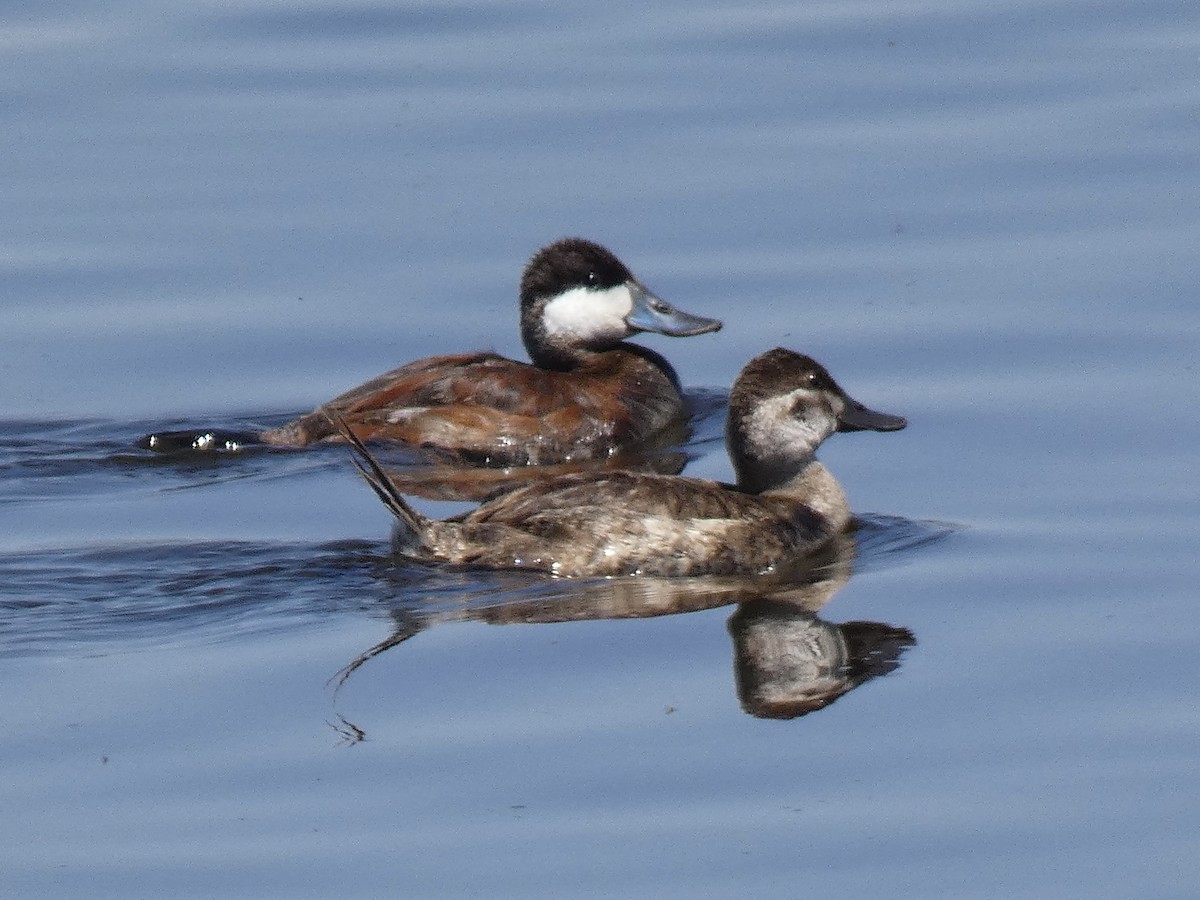 Ruddy Duck - Cory Ross