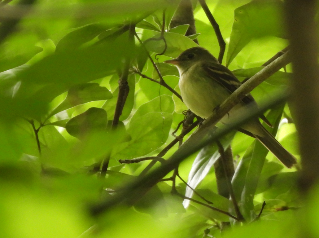 Acadian Flycatcher - ML618024146