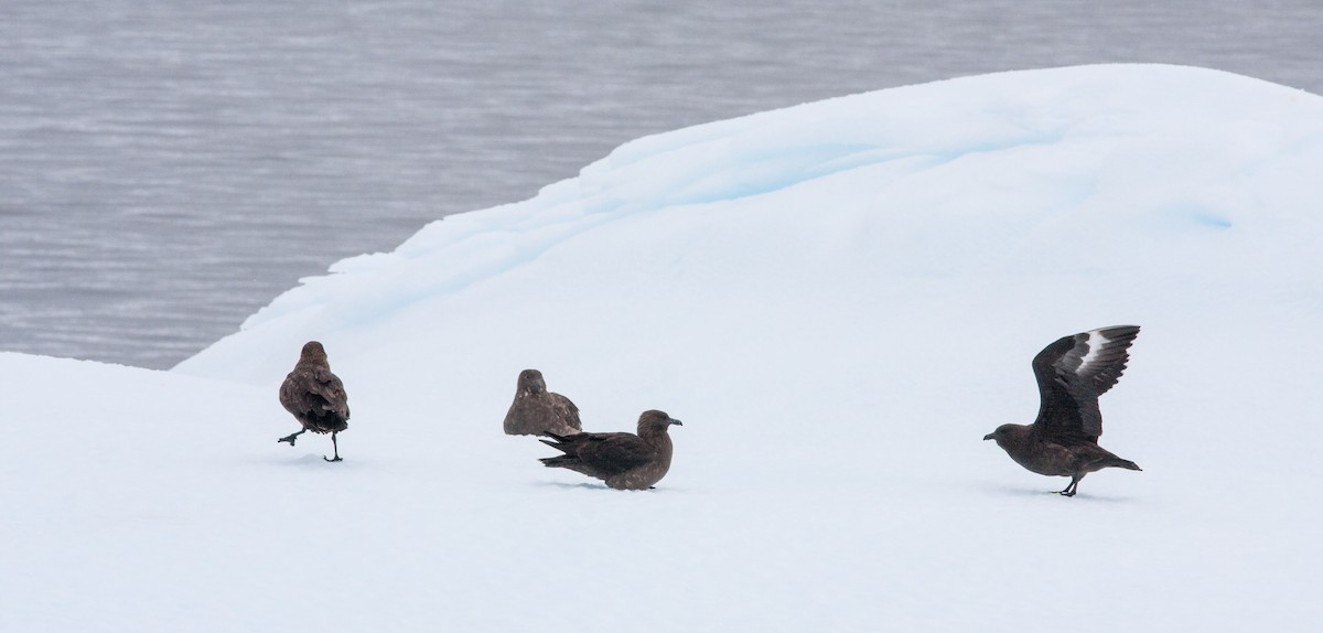 Brown Skua - ML618024150