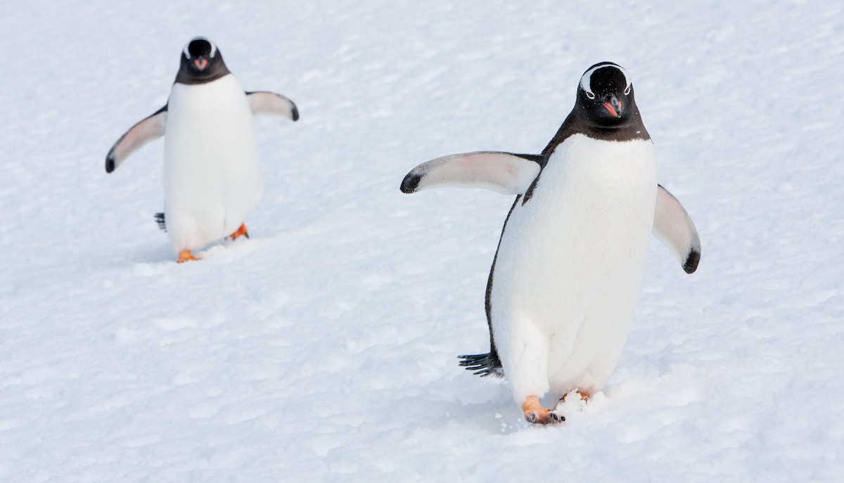 Gentoo Penguin - ML618024160