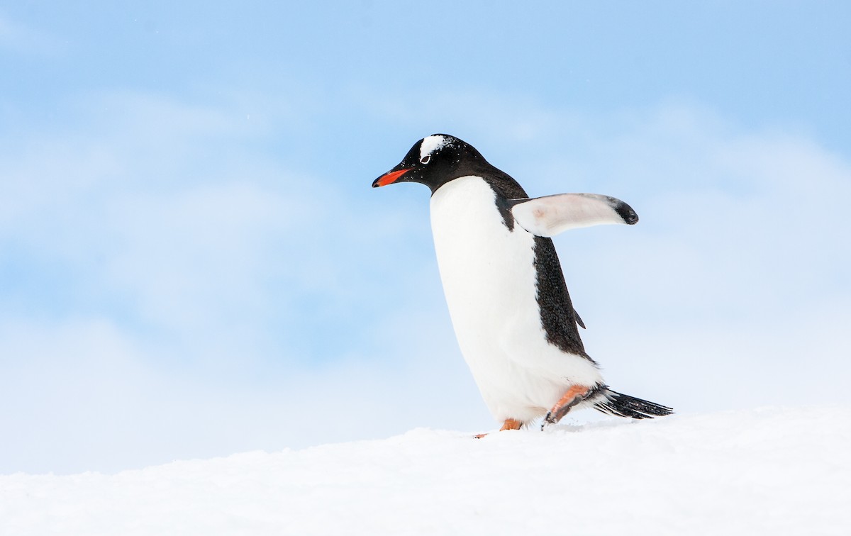 Gentoo Penguin - ML618024161