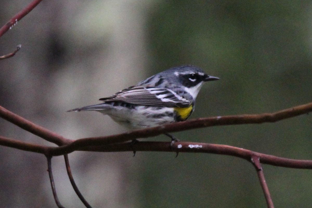 Yellow-rumped Warbler (Myrtle) - ML618024167