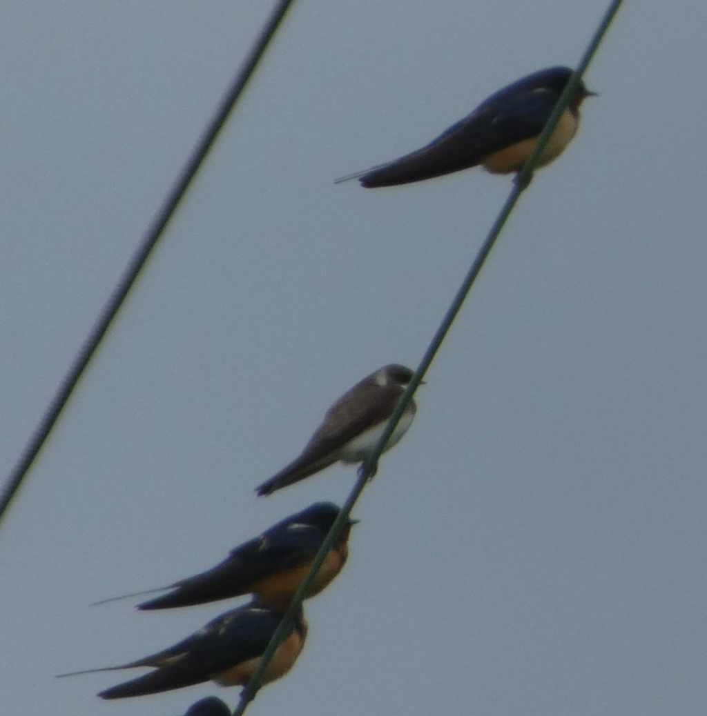 Bank Swallow - Peter Wynnyk