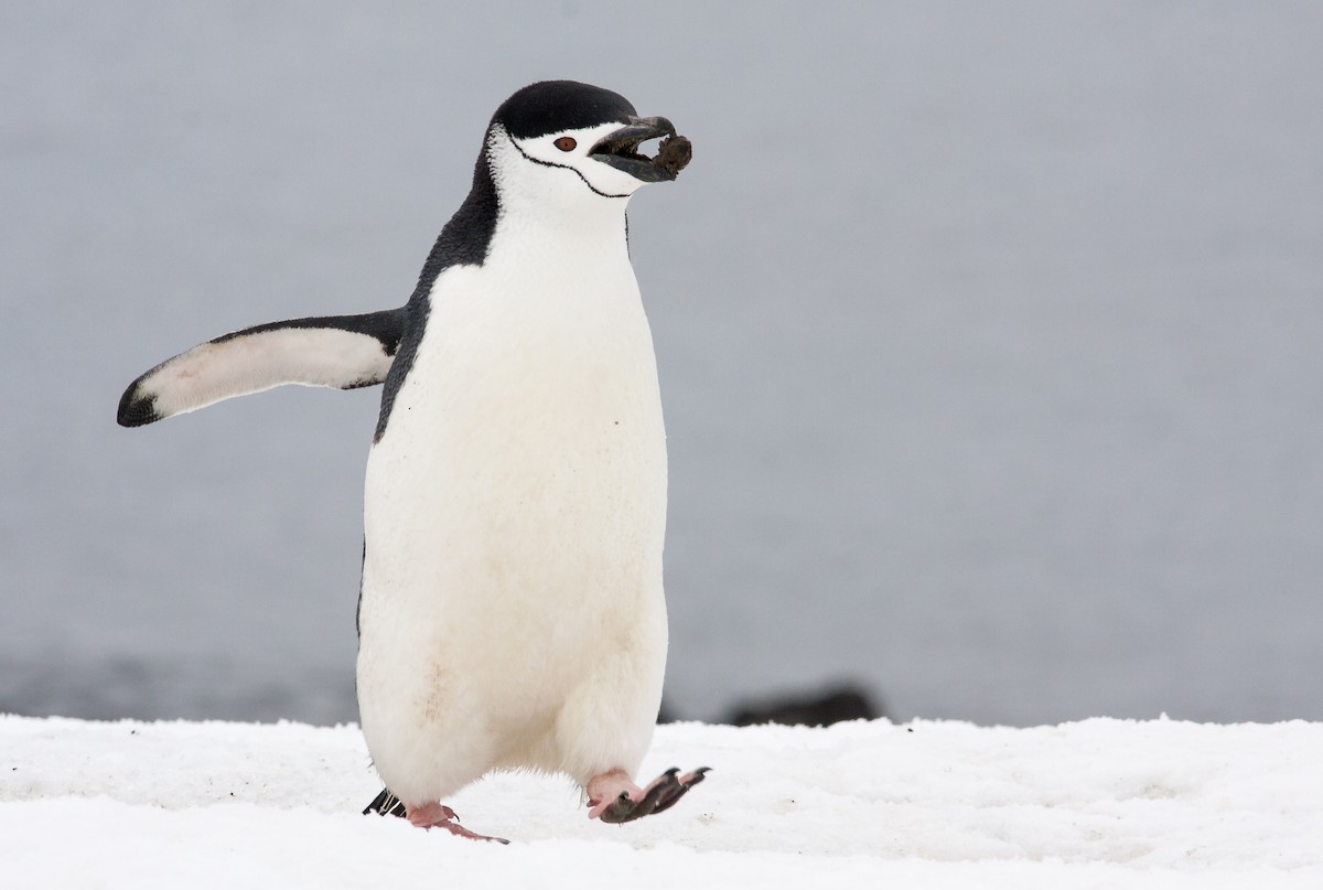 Chinstrap Penguin - Anonymous