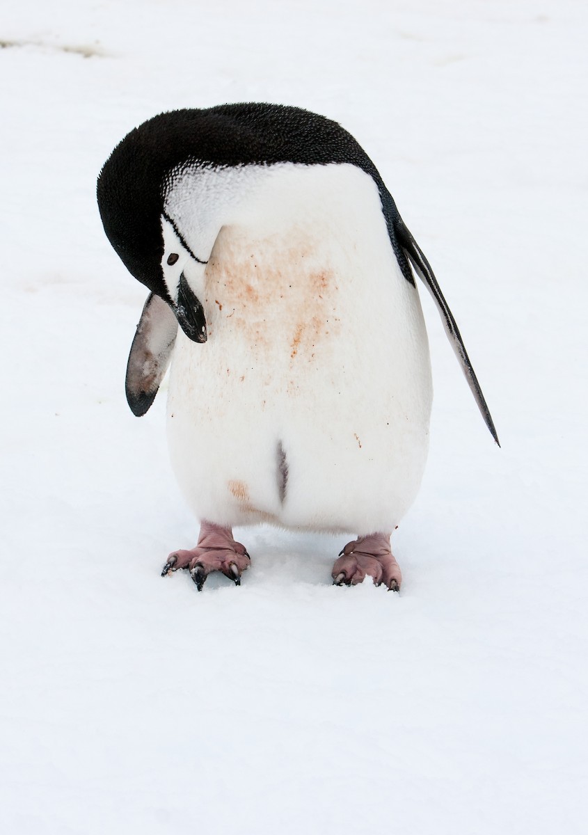 Пінгвін антарктичний - ML618024180