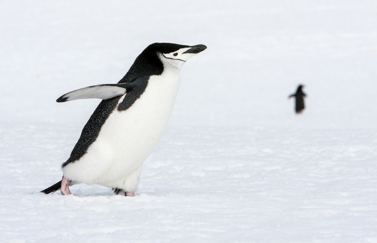 Chinstrap Penguin - ML618024181