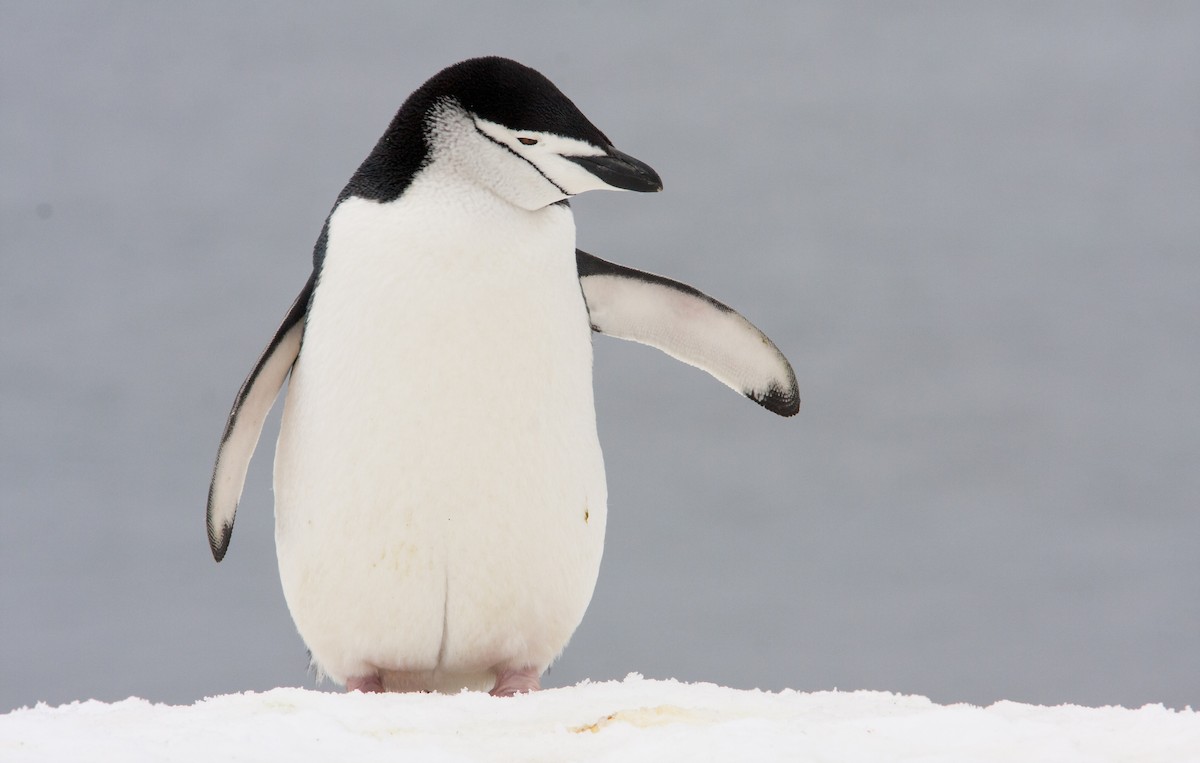 Пінгвін антарктичний - ML618024182