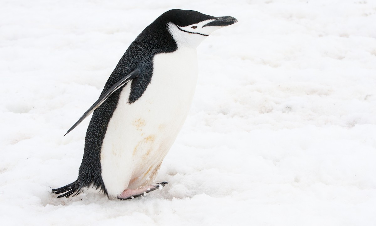 Пінгвін антарктичний - ML618024183