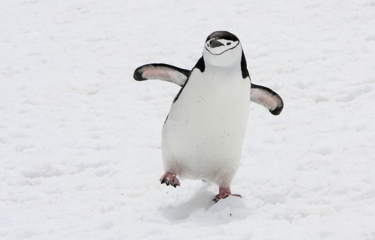 Пінгвін антарктичний - ML618024184