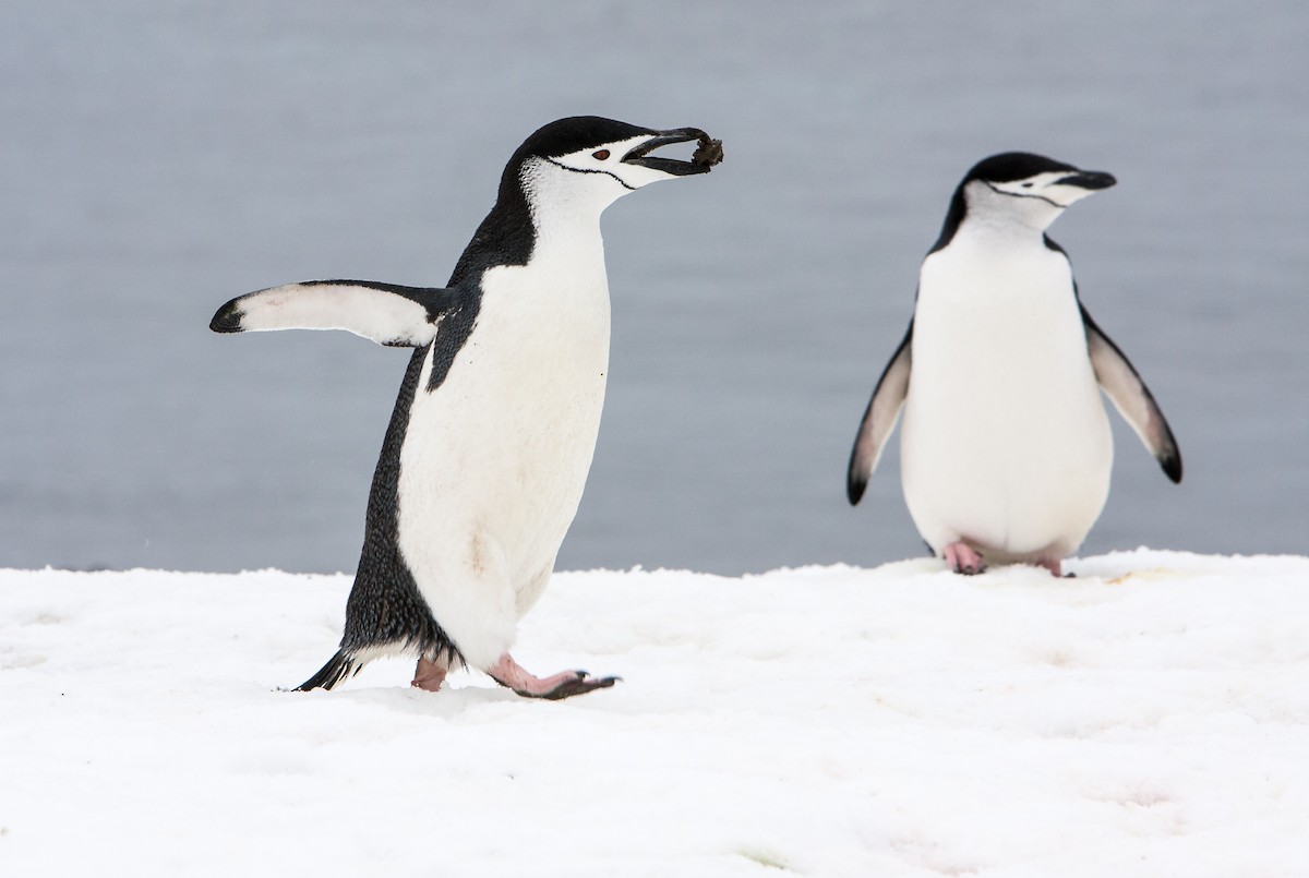 Chinstrap Penguin - ML618024185