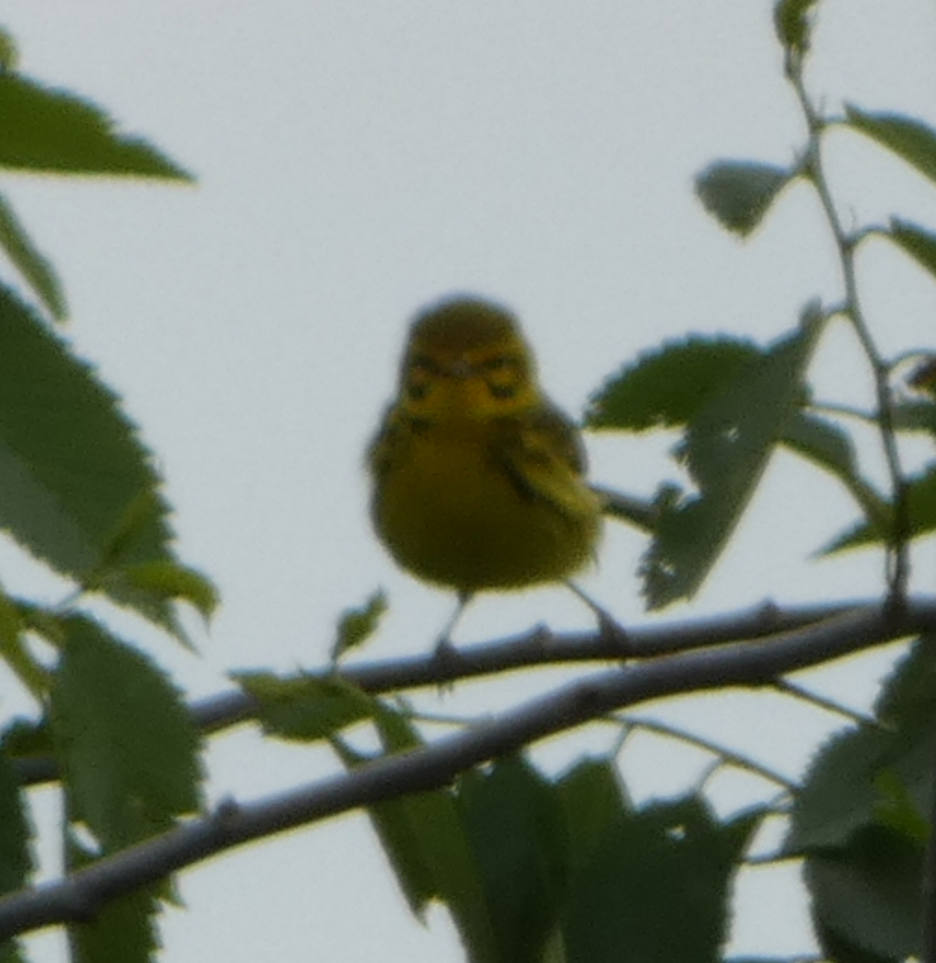 Prairie Warbler - Peter Wynnyk