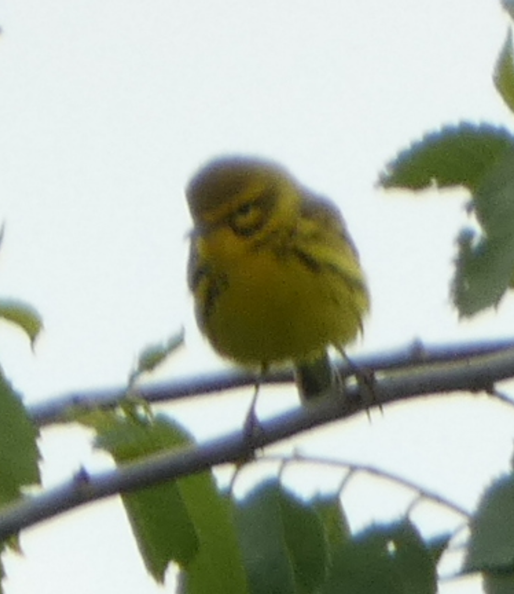 Prairie Warbler - ML618024191