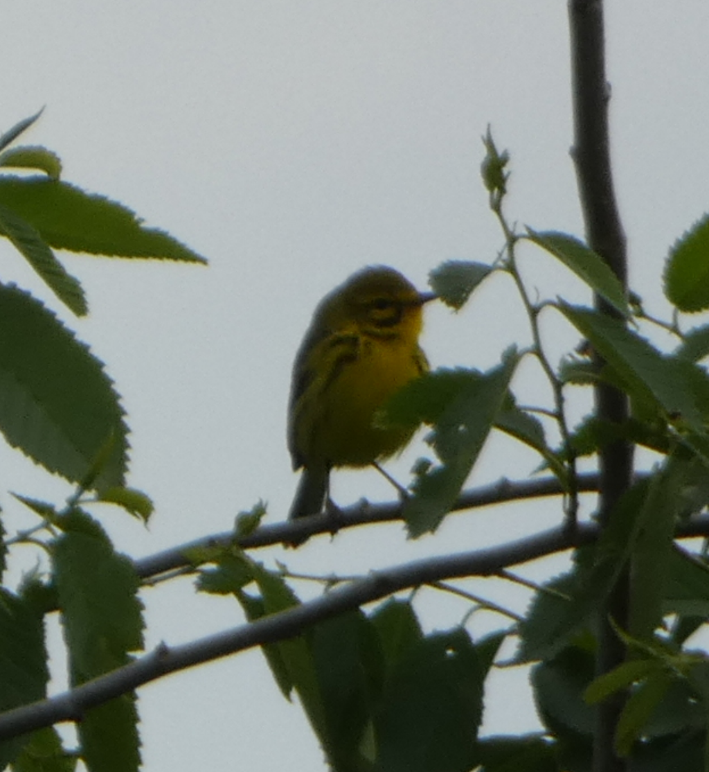 Prairie Warbler - ML618024193