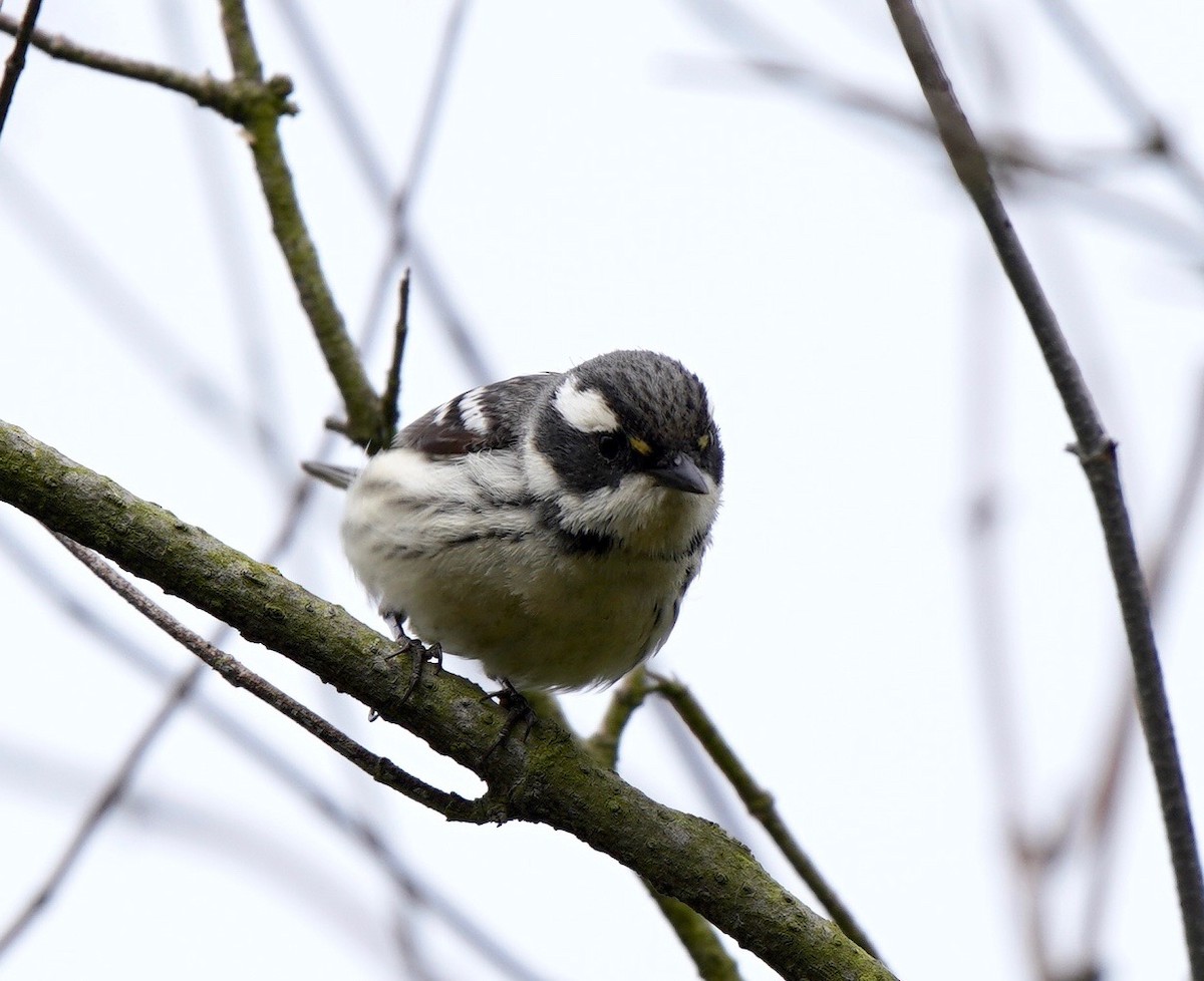 Black-throated Gray Warbler - ML618024206