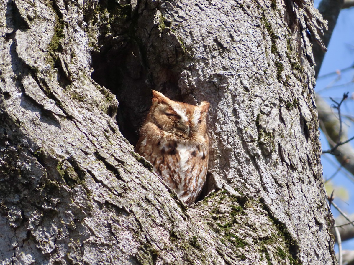 Eastern Screech-Owl - ML618024212