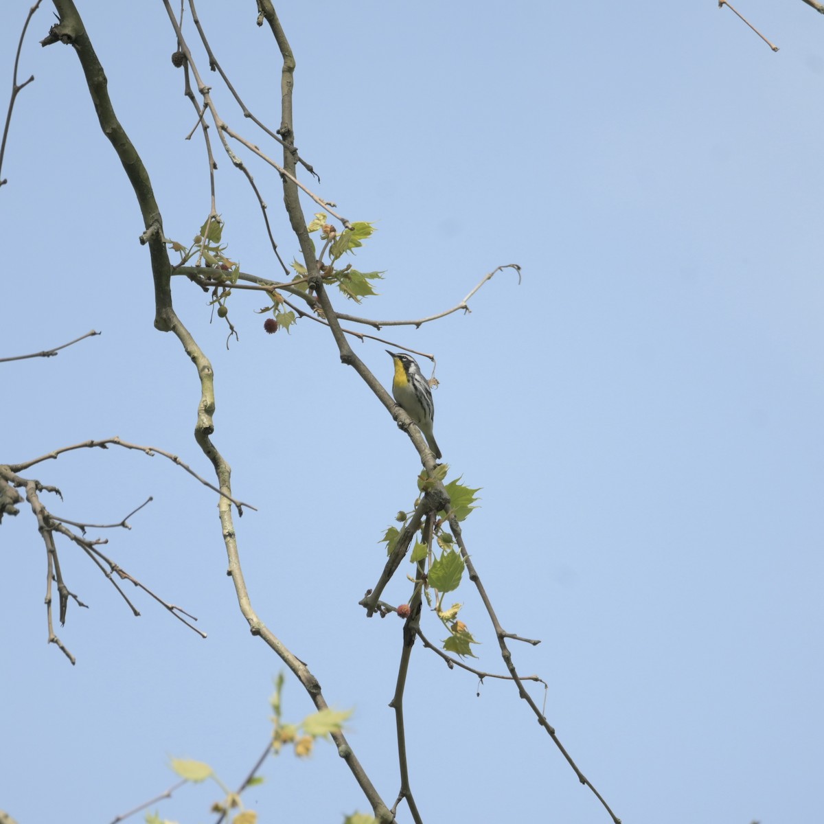 Yellow-throated Warbler - Justin Riley