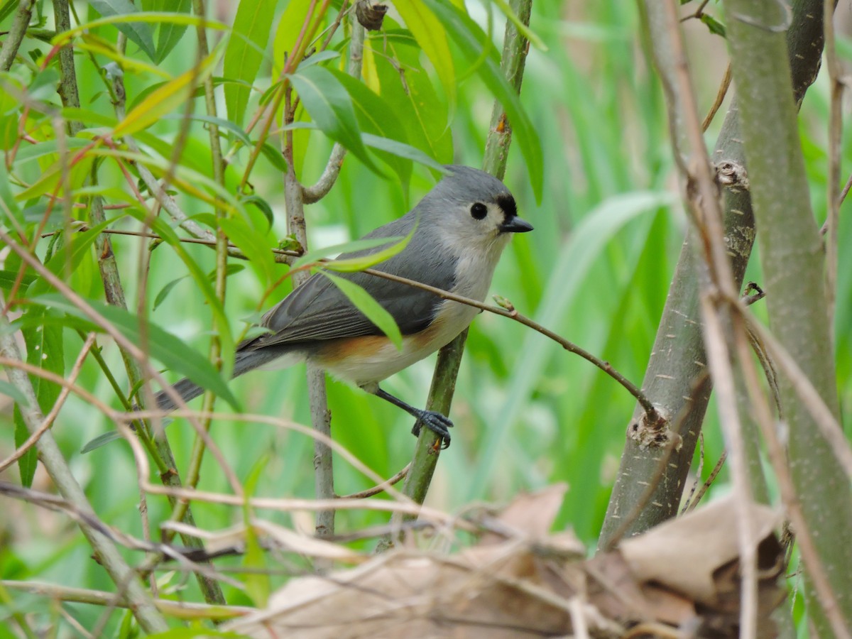 Mésange bicolore - ML618024240