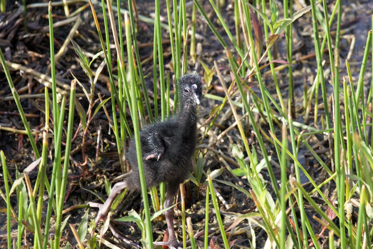 Gray-headed Swamphen - ML618024242