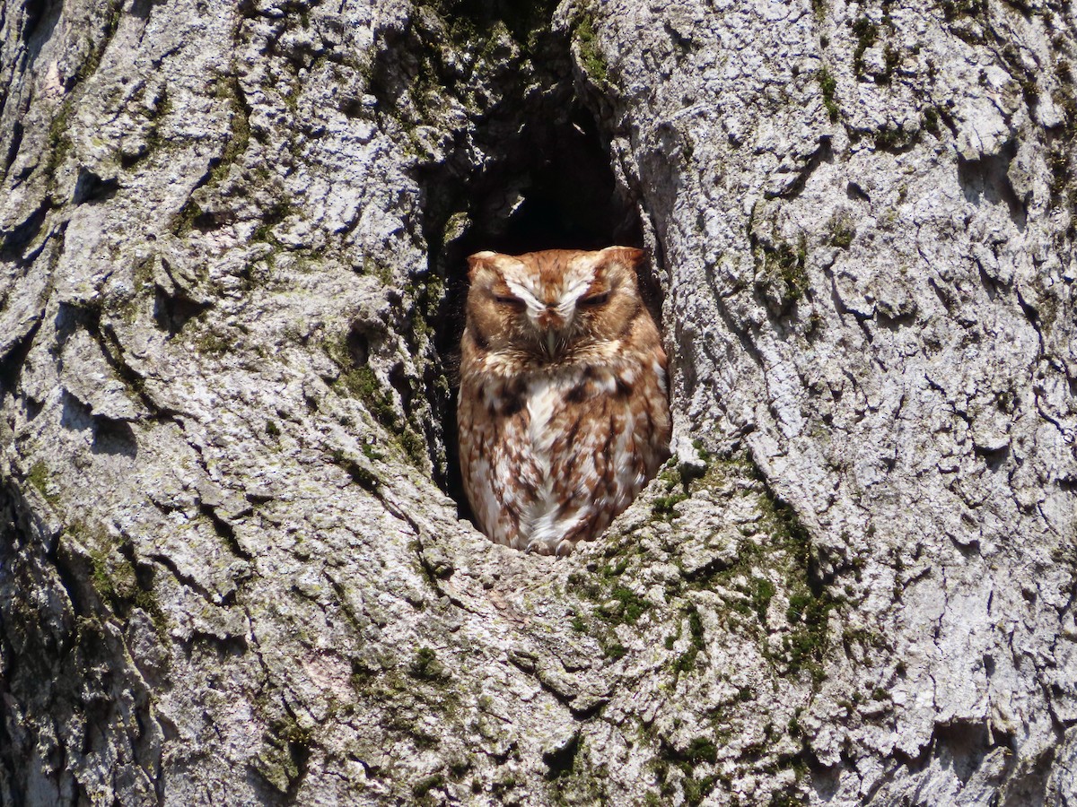 Eastern Screech-Owl - ML618024247