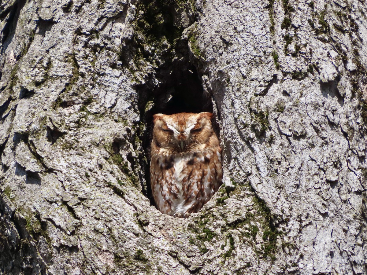 Eastern Screech-Owl - ML618024258