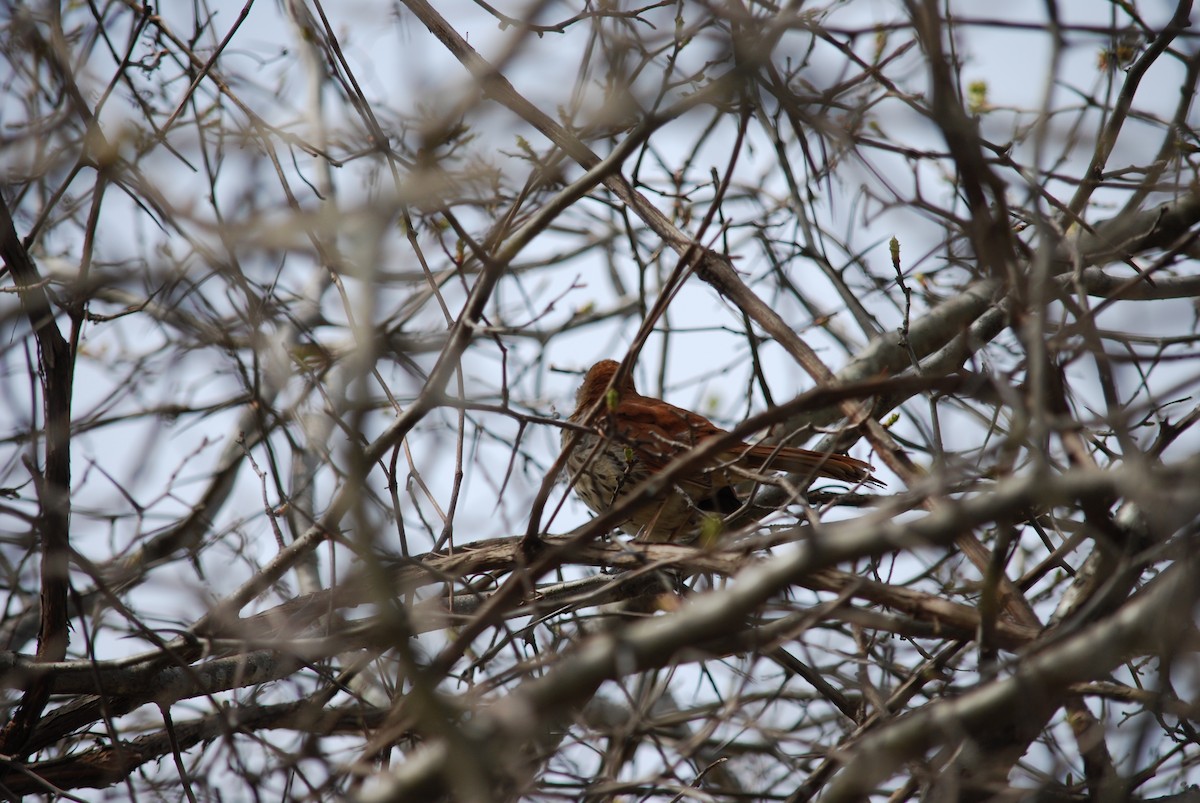 Brown Thrasher - Émile Tousignant