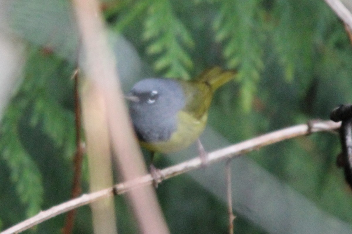 MacGillivray's Warbler - ML618024291