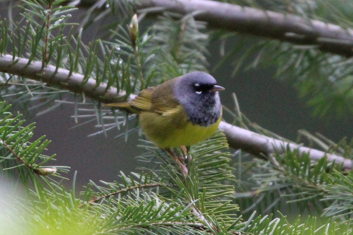 MacGillivray's Warbler - ML618024292