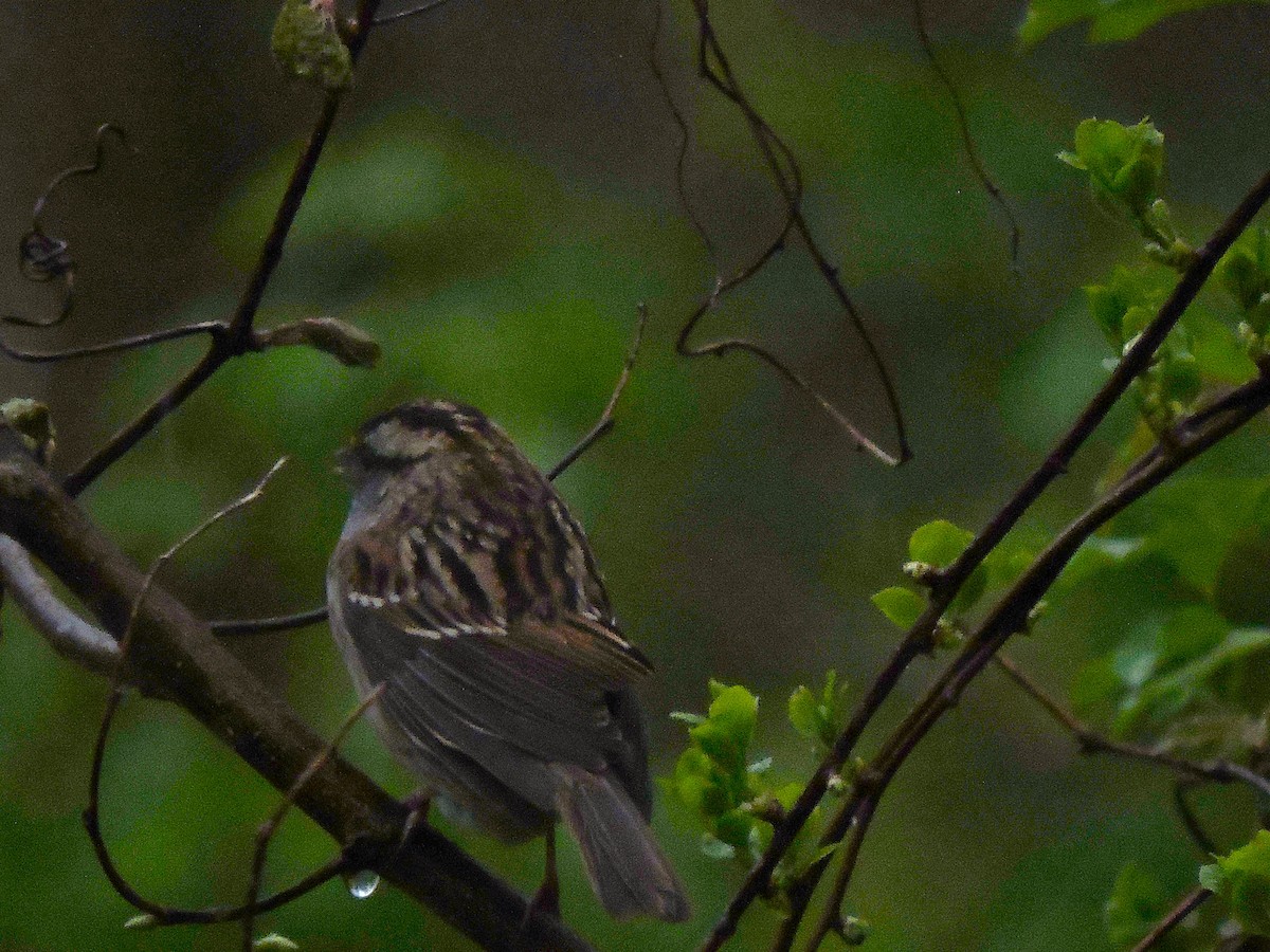 White-throated Sparrow - ML618024296