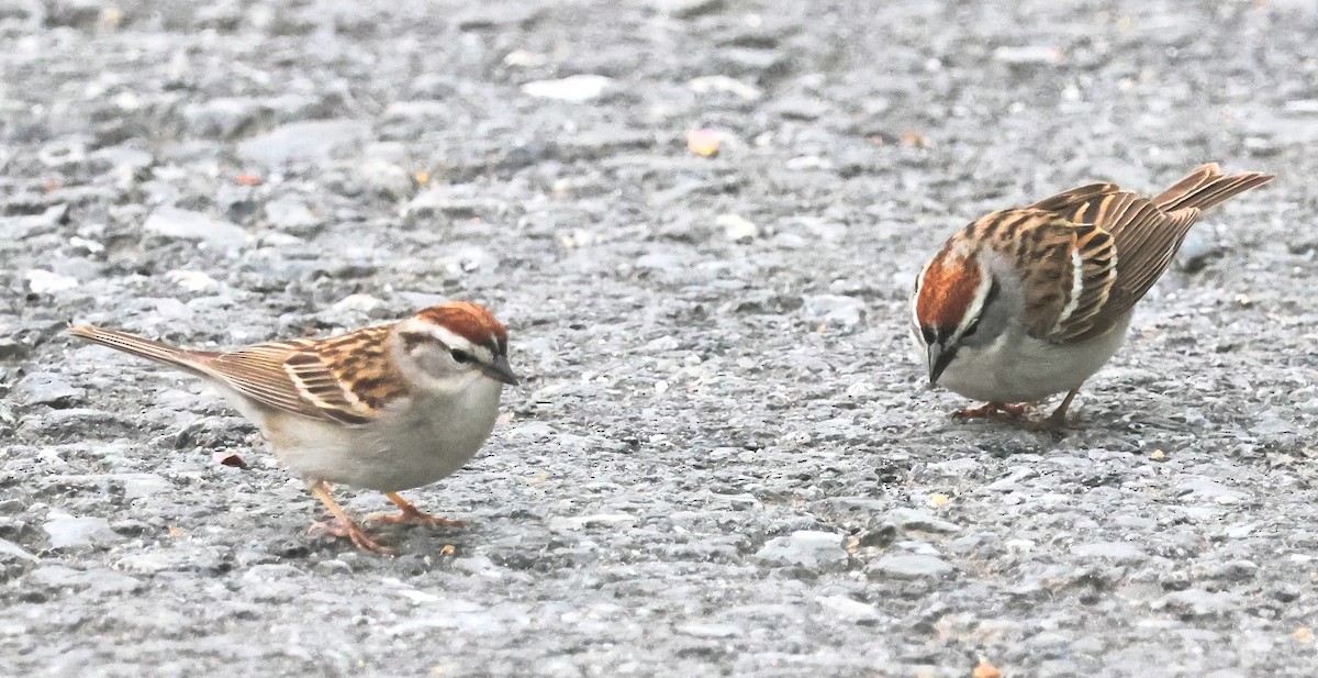 Chipping Sparrow - Dave Czaplak